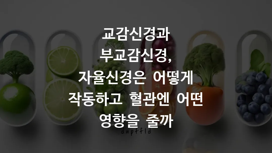 교감신경과 부교감신경, 자율신경은 어떻게 작동하고 혈관엔 어떤 영향을 줄까
