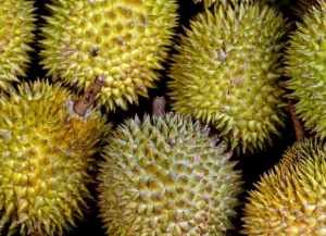  두리안(Durian) 효능 및 먹는 방법