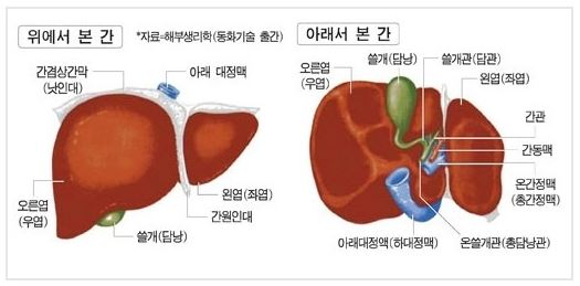 간의 기능과 역할 - 각종 대사작용