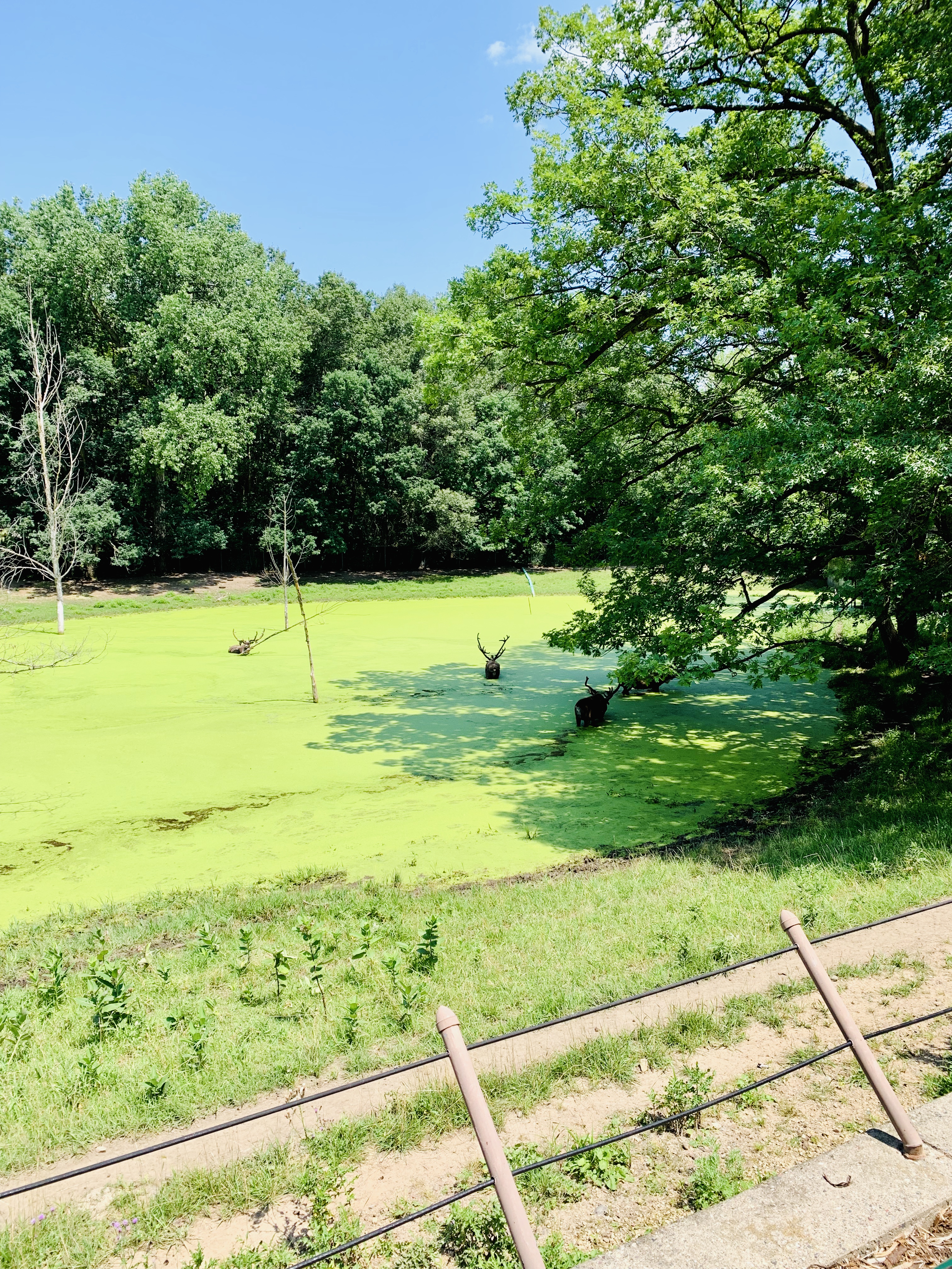 녹색-나무-녹색이끼가-있는연못 안에-사슴이-있는-미네소타-동물원-모습