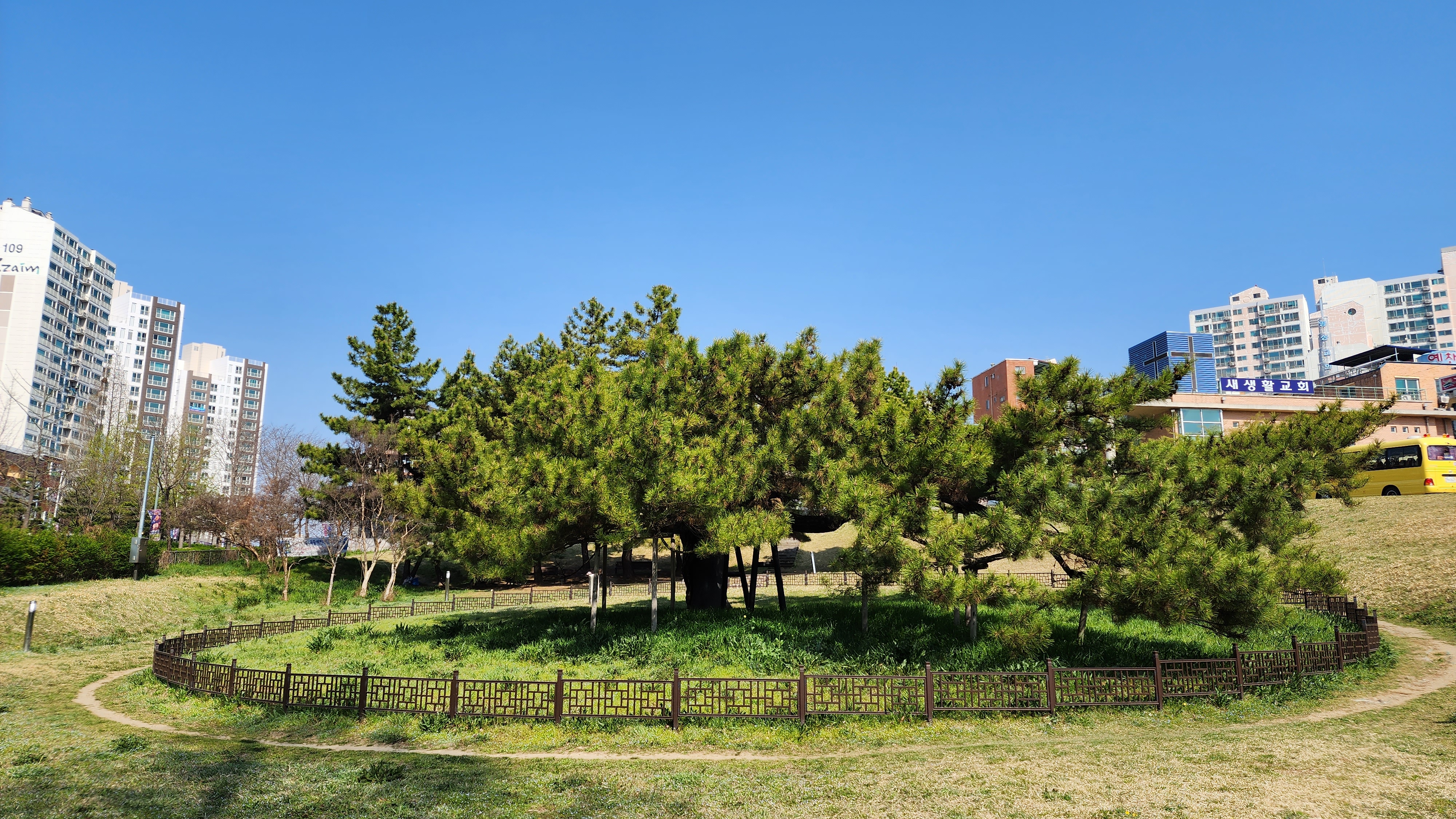 전주 삼천동 곰솔-럭셔리크로우 사진