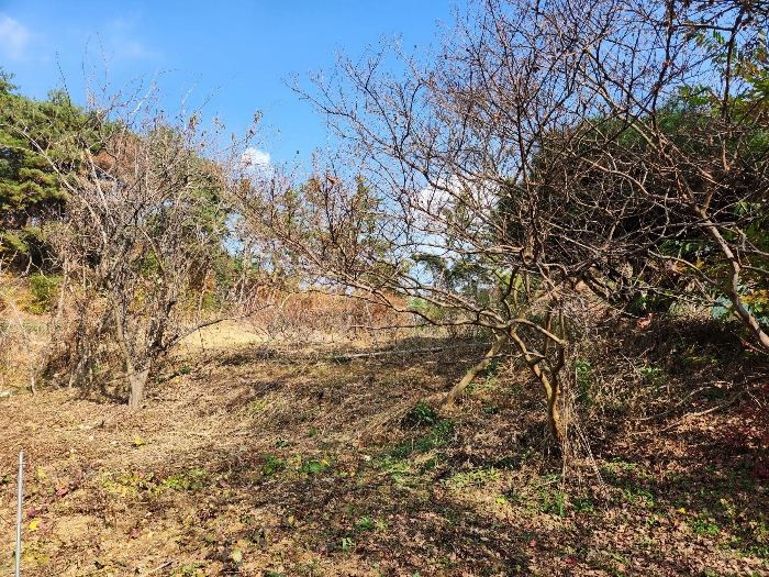 군산지원2022타경25668 대상 토지상 제시외 수목 일부