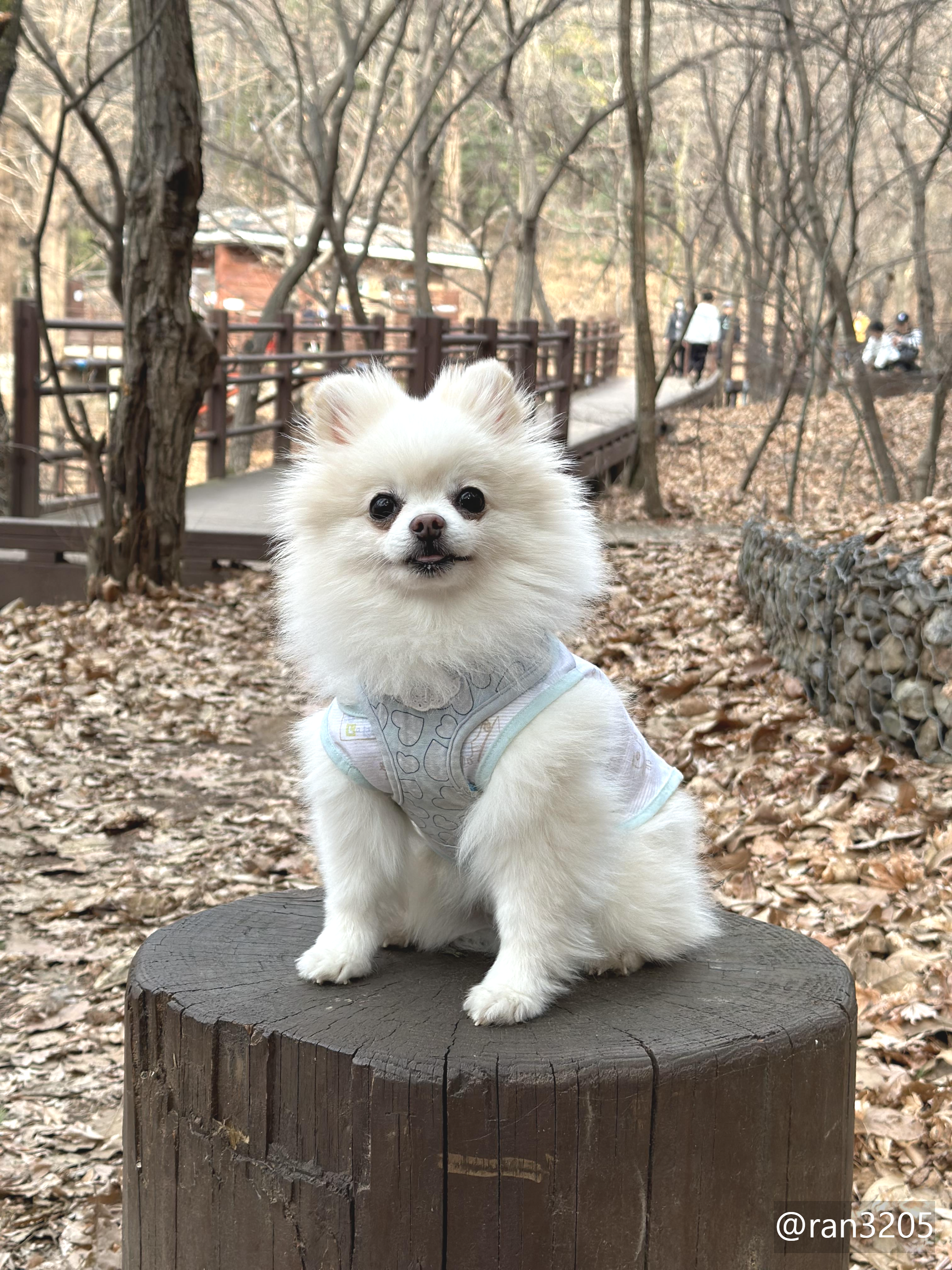 포메라니안 두부