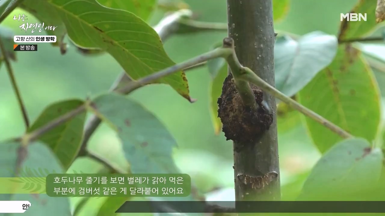 나는 자연인이다.E568.230824p-NEXT.mp4_20230824_203302.755.jpg