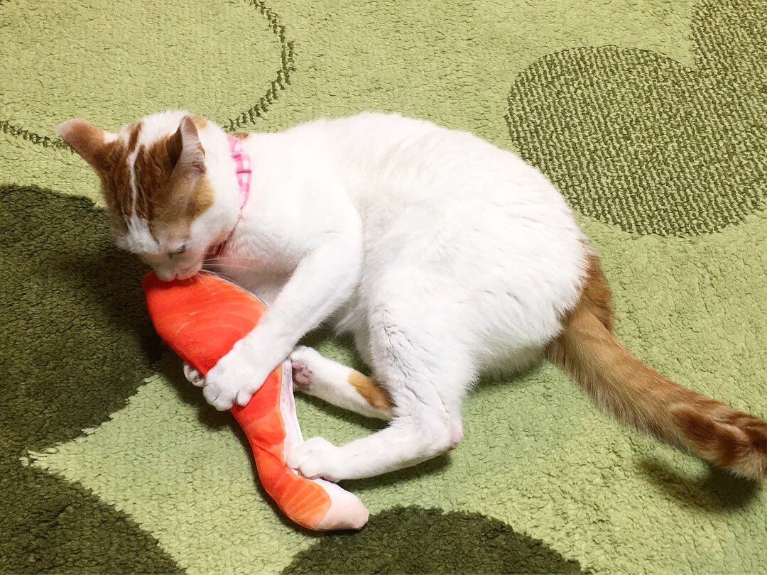  고양이 생선 먹어도 되나요?