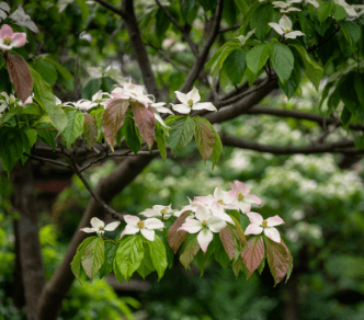 산딸나무 꽃