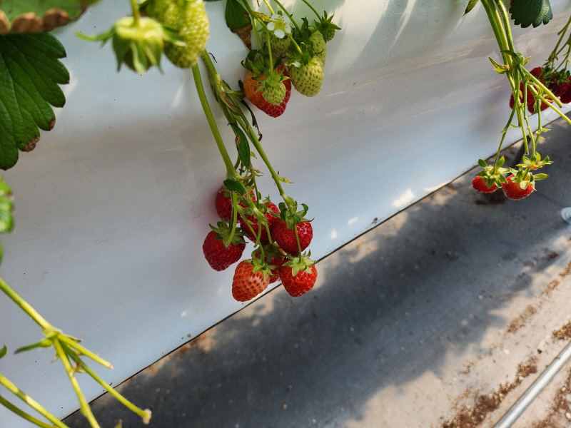 구미 딸기체험농장