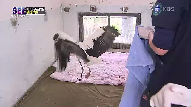 [88회] KBS 네트워크 특선 - KBS지구 재생 프로젝트, 종의 귀환.ts_20230309_201429.438.jpg