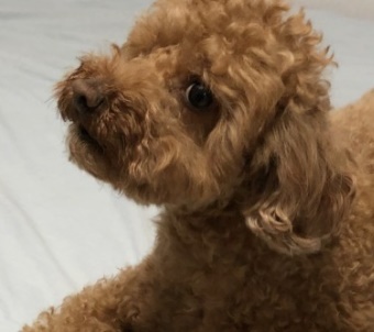  강아지 분리불안증 원인 및 고치기 입니다.