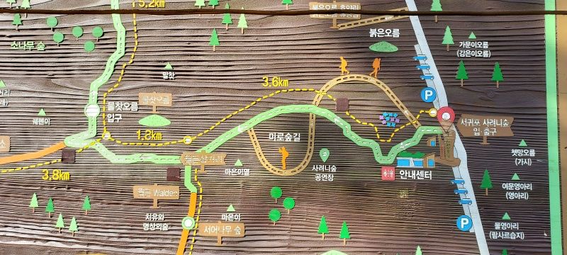  제주 사려니숲길 ( 제주도 사려니 숲길 )
