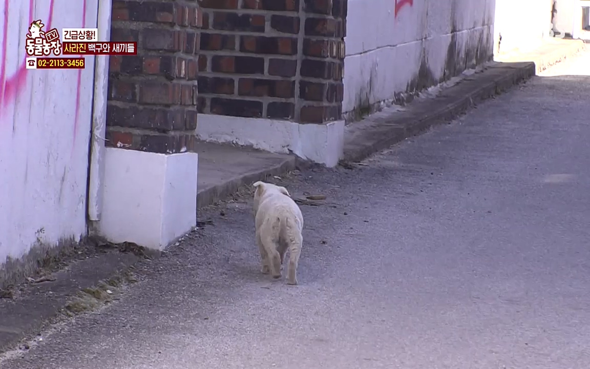 TV 동물농장.E1065.220418p-NEXT.mp4_20220417_181312.495.jpg