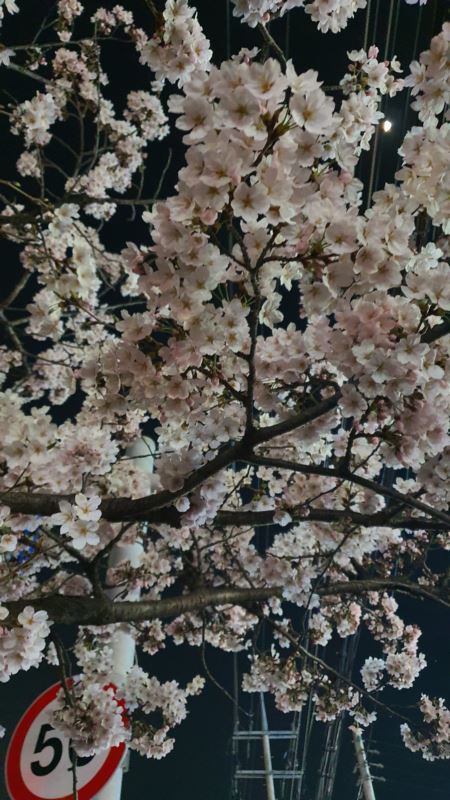 벚꽃근접사진