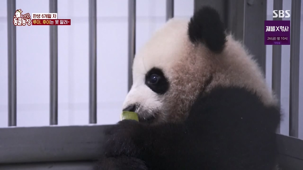 TV 동물농장.E1155.240122p-NEXT.mp4_20240121_145937.454.jpg