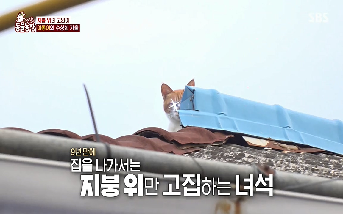 TV 동물농장.E1079.220725p-NEXT.mp4_20220724_151934.619.jpg