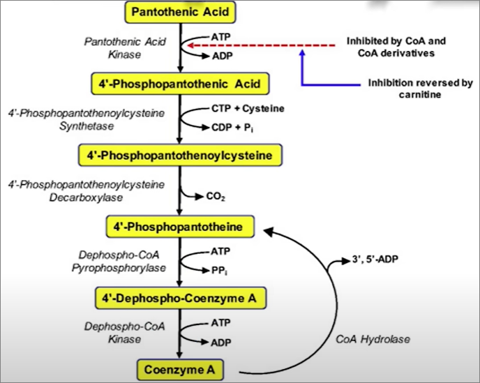 판토테산이 코엔자임A로 전환