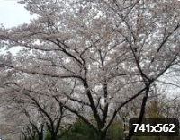  전국 벚꽃 명소 인근 숙소 정보 2024 개화시기