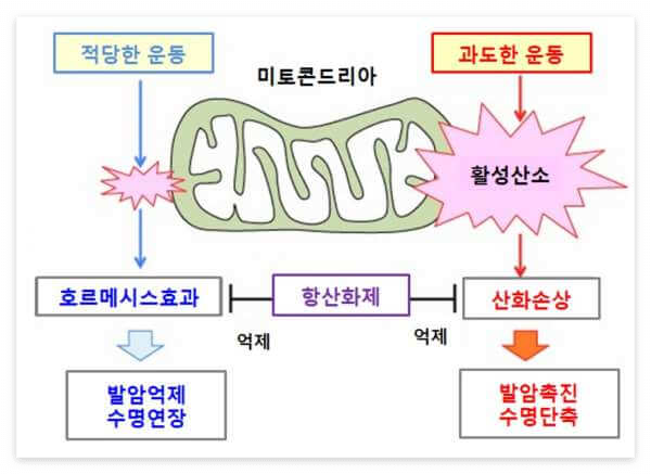 미토콘드리아 기능