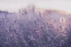 라벤더 이미지