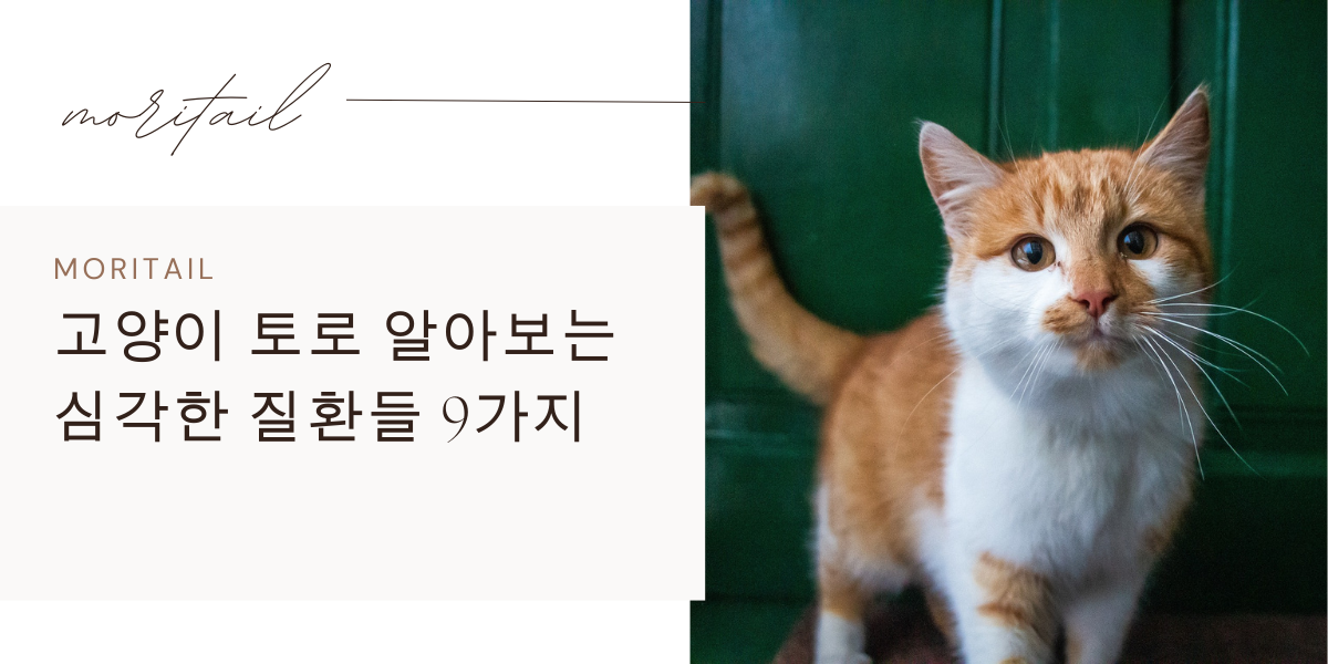 고양이 토로 알아보는 심각한 질환들 9가지