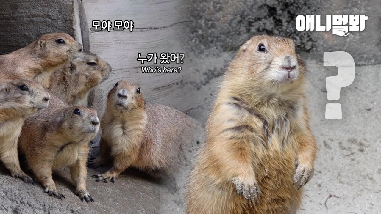 프레디독 가격 키우기 분양 수명 먹이 성격 종류_1