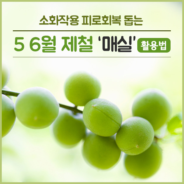 매실 이미지
