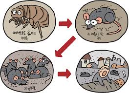  흑사병 원인 증상 치사율 치료법