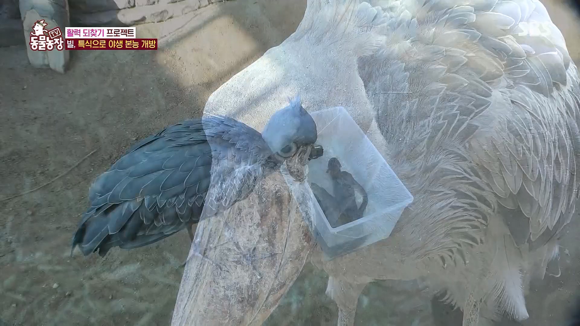 TV 동물농장.E1106.230129p.H264-F1RST.mp4_20230130_192737.967.jpg