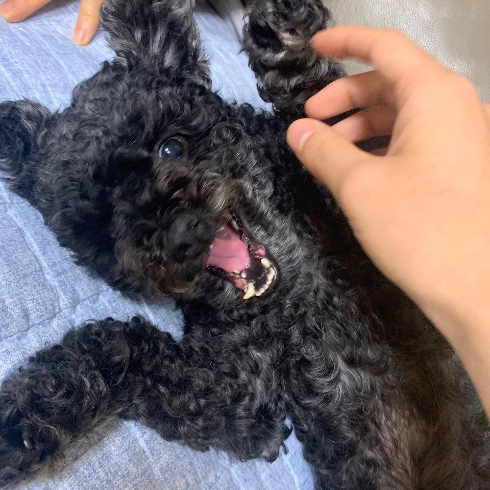  주인 놀아주는 깜푸ㅋ <반려댕댕 #14>