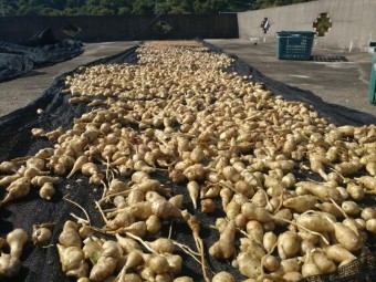 돼지감자 효능과 부작용 맛있게 먹는방법 꿀팁