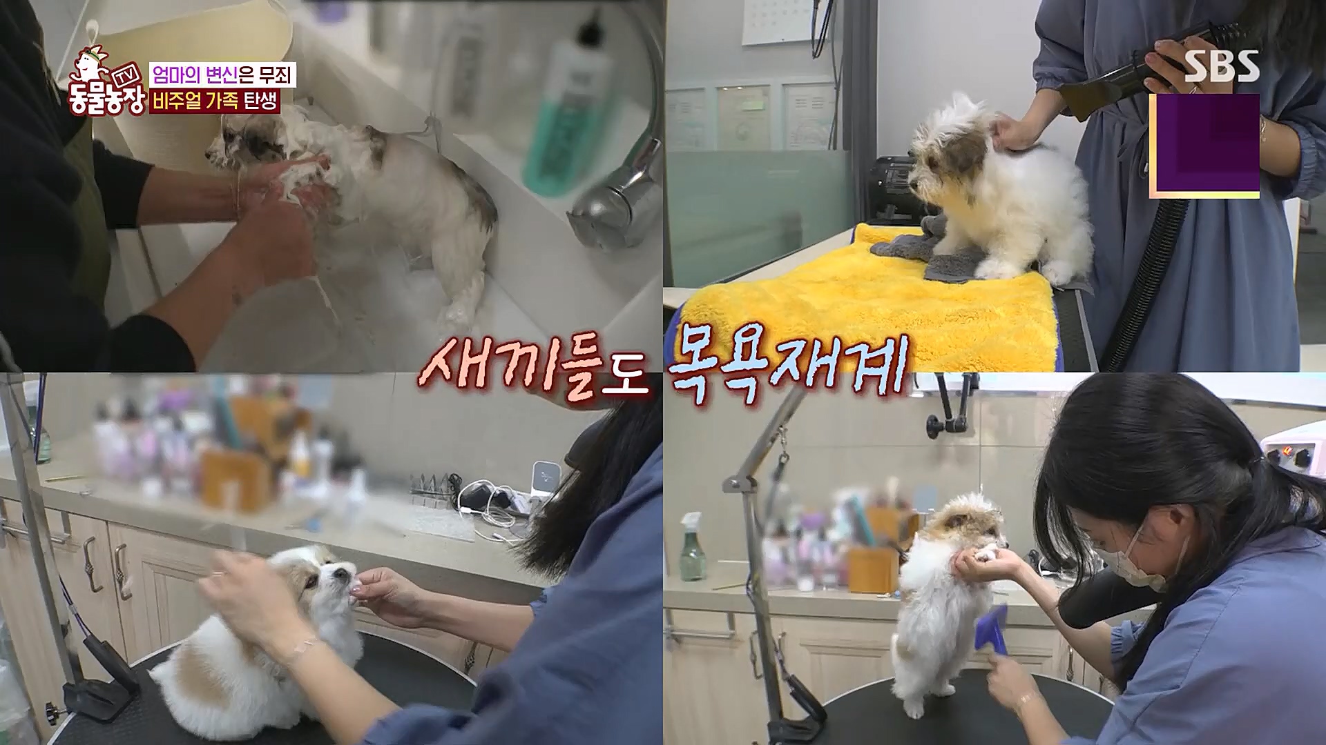 TV 동물농장.E1113.230326p.H264-F1RST.mp4_20230326_172522.577.jpg