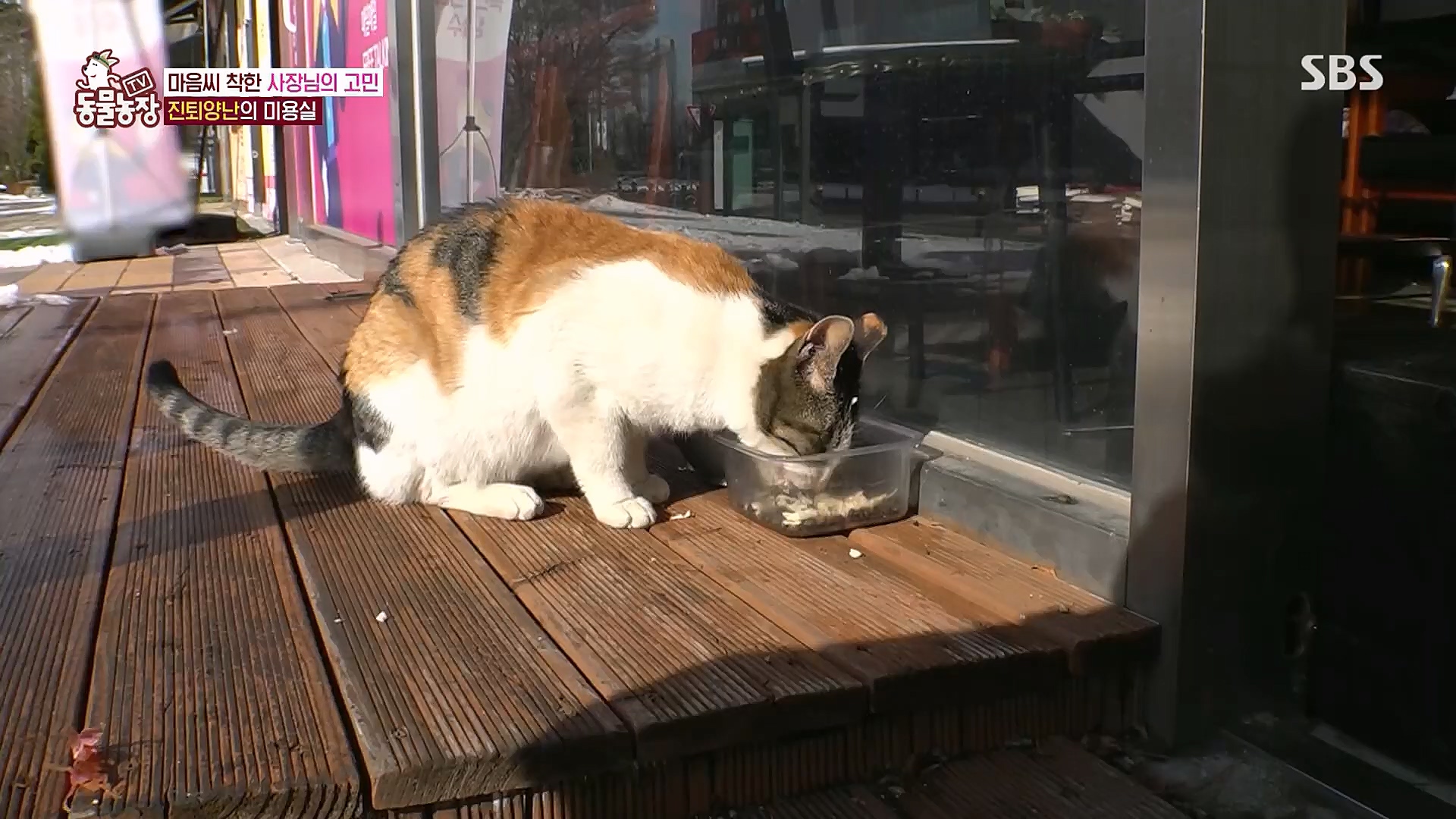 TV 동물농장.E1104.230115p.H264-F1RST.mp4_20230115_173207.806.jpg