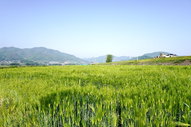 충주 달천 단월파크골프장. 충청북도 충주시 단월동 635-4 (달천변 청보리밭 인근)