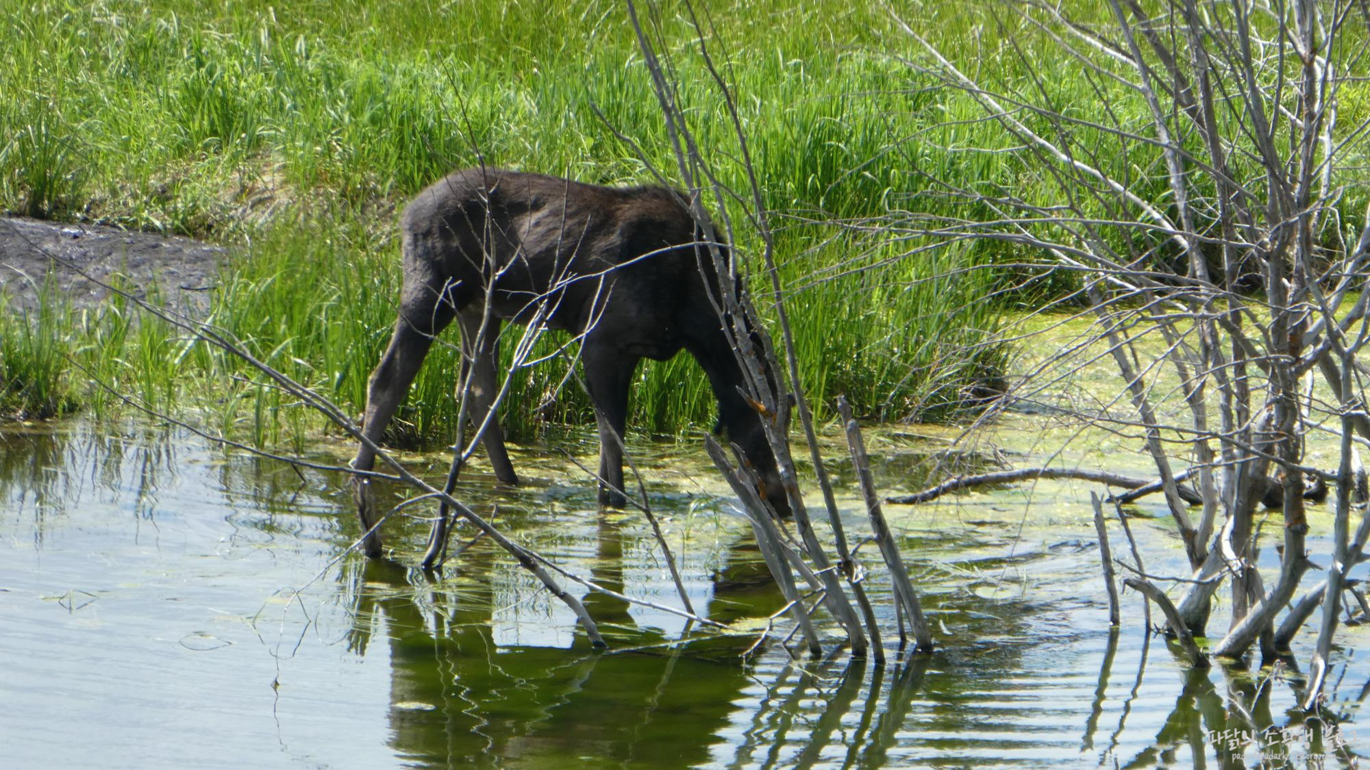 drinking female moose