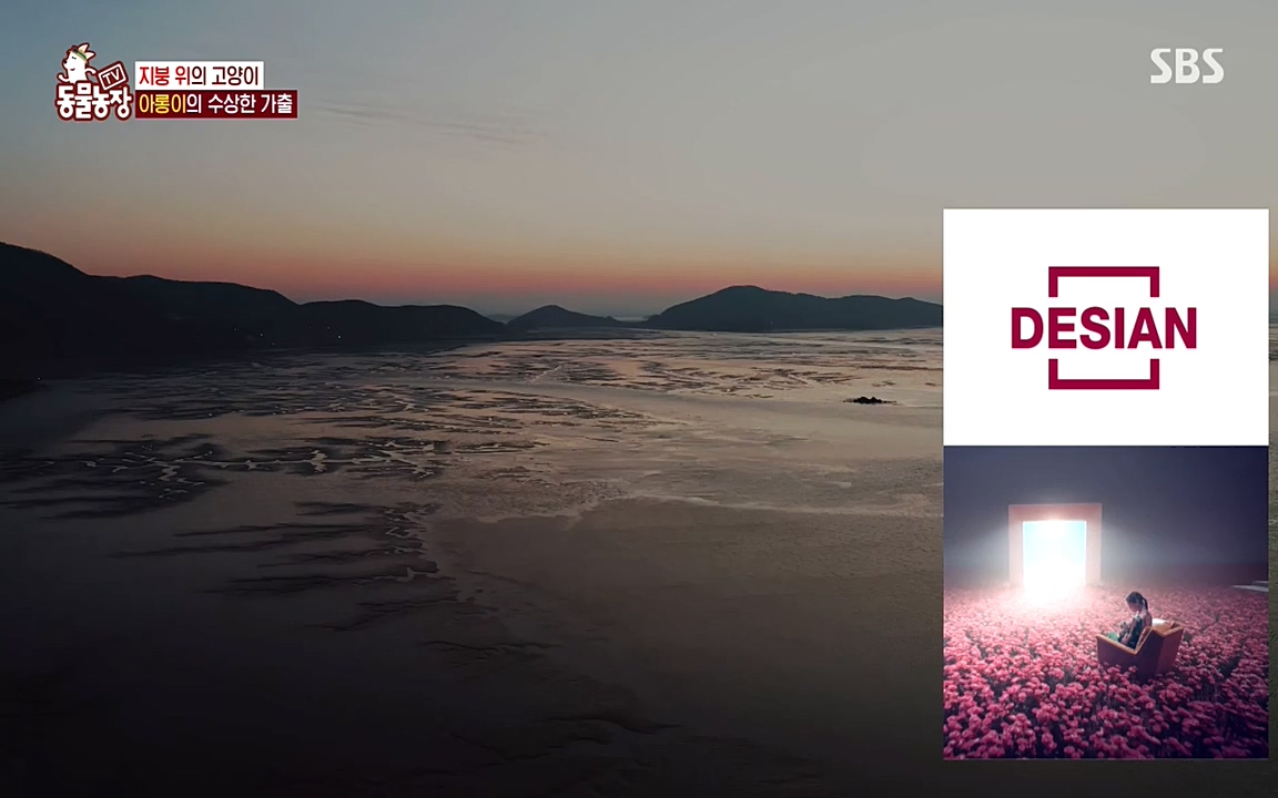 TV 동물농장.E1079.220725p-NEXT.mp4_20220724_151932.118.jpg
