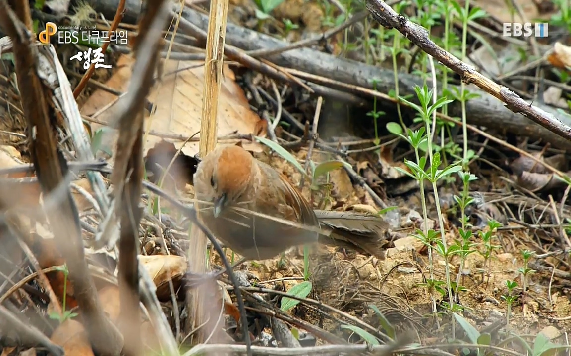 생존 3부_ EBS 다큐프라임_ 220629.avi_20220701_203407.471.jpg