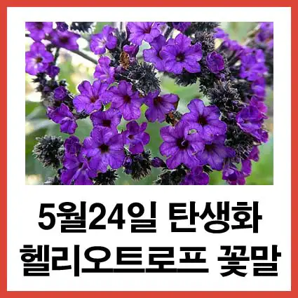 5월-24일-탄생화-헬리오트로프-꽃말