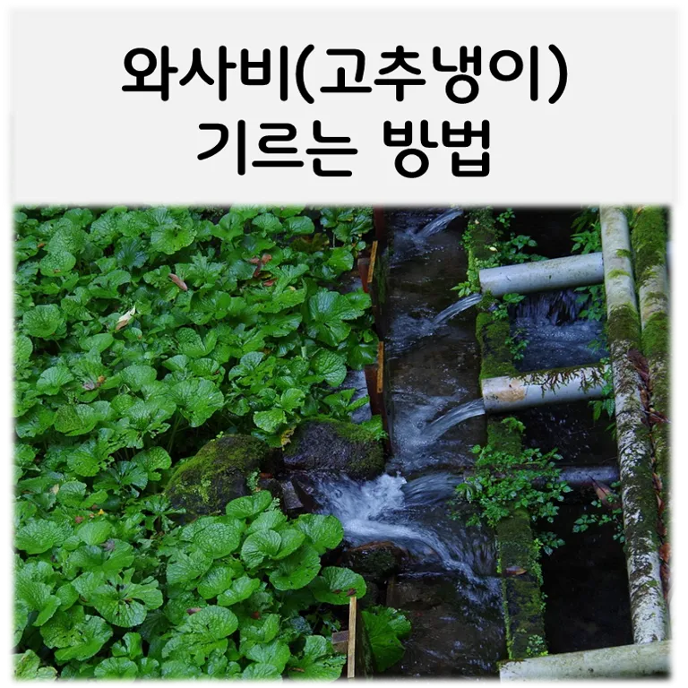  와사비(고추냉이) 재배하는 방법