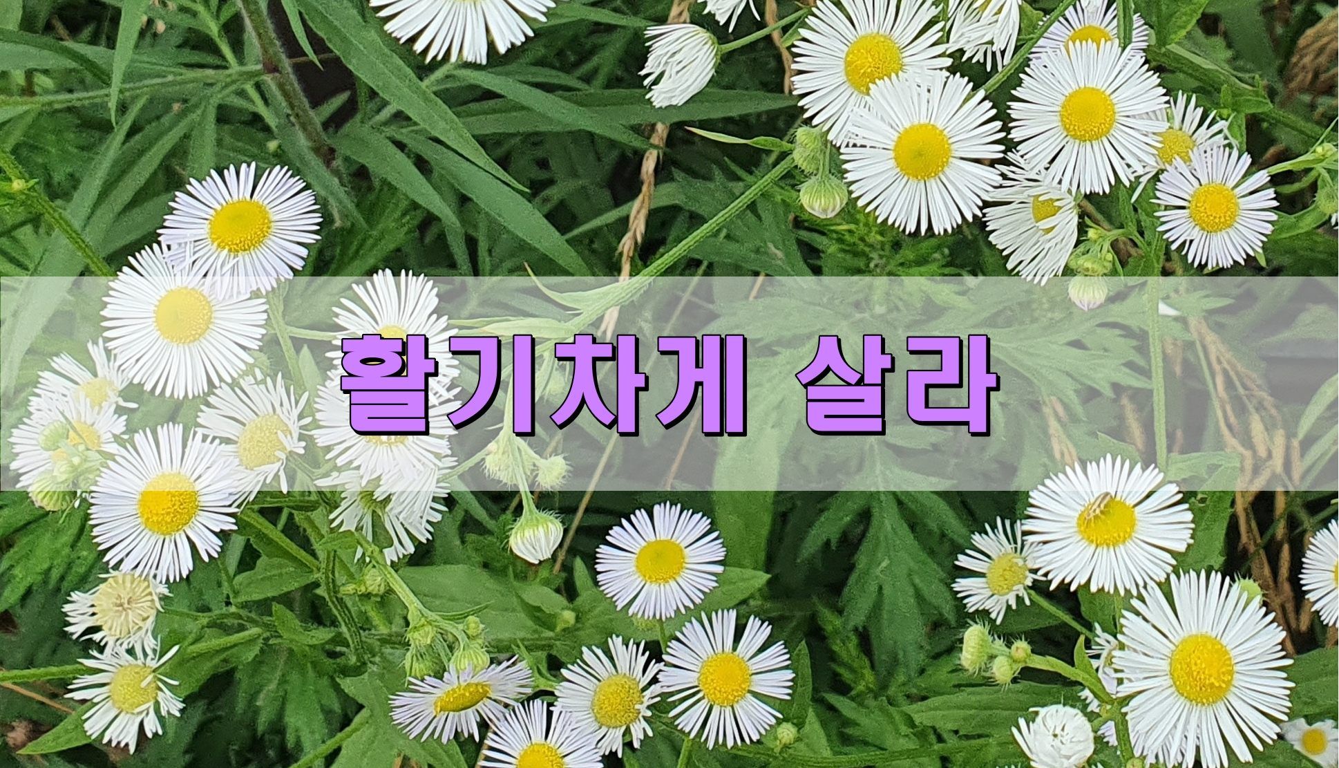 활기차게 살라