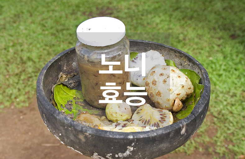  노니 효능