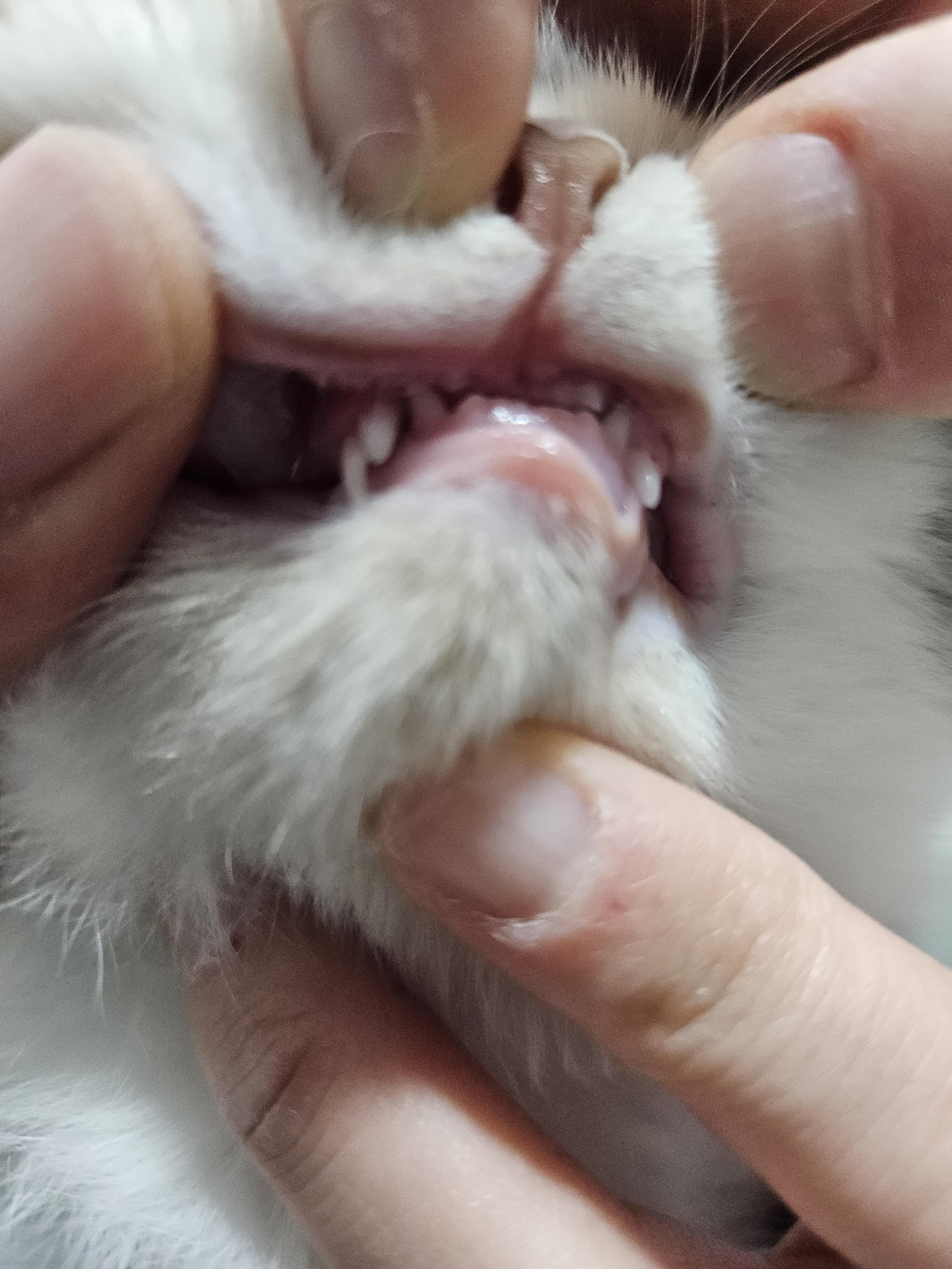 엑조틱고양이 이그조틱고양이 충주 동물병원 충주 박동물병원 박동물병원 고양이 항문낭 고양이 멘스 고양이 정상체온 고양이 광견병 예방접종 광견병 지자체 접종비 지원 고양이 예방접종 박동물병원 재활치료실