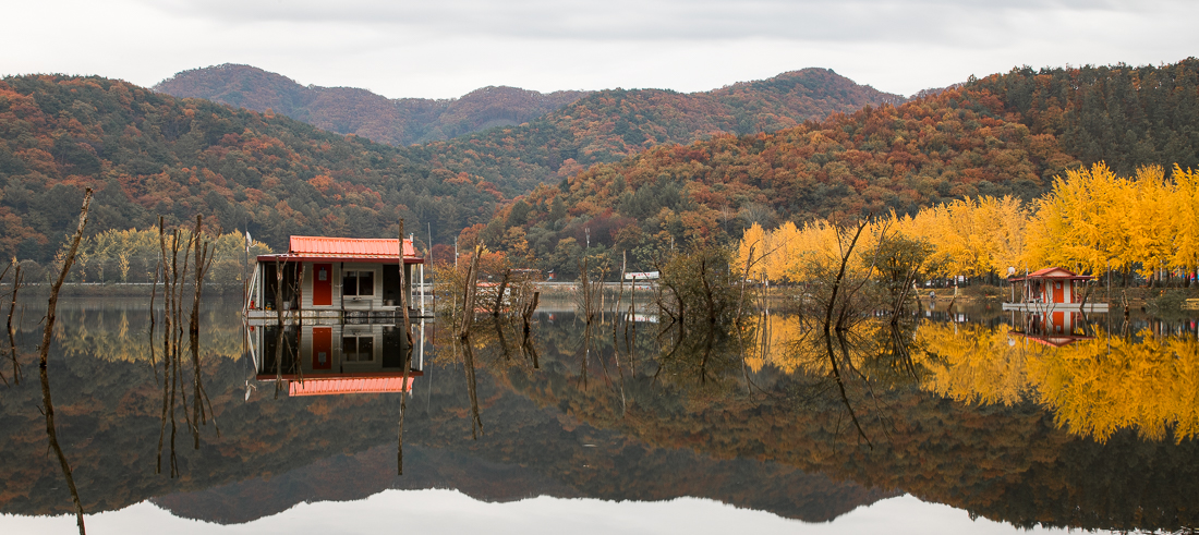 문광저수지 은행나무길&#44; Ginkgo reservoir