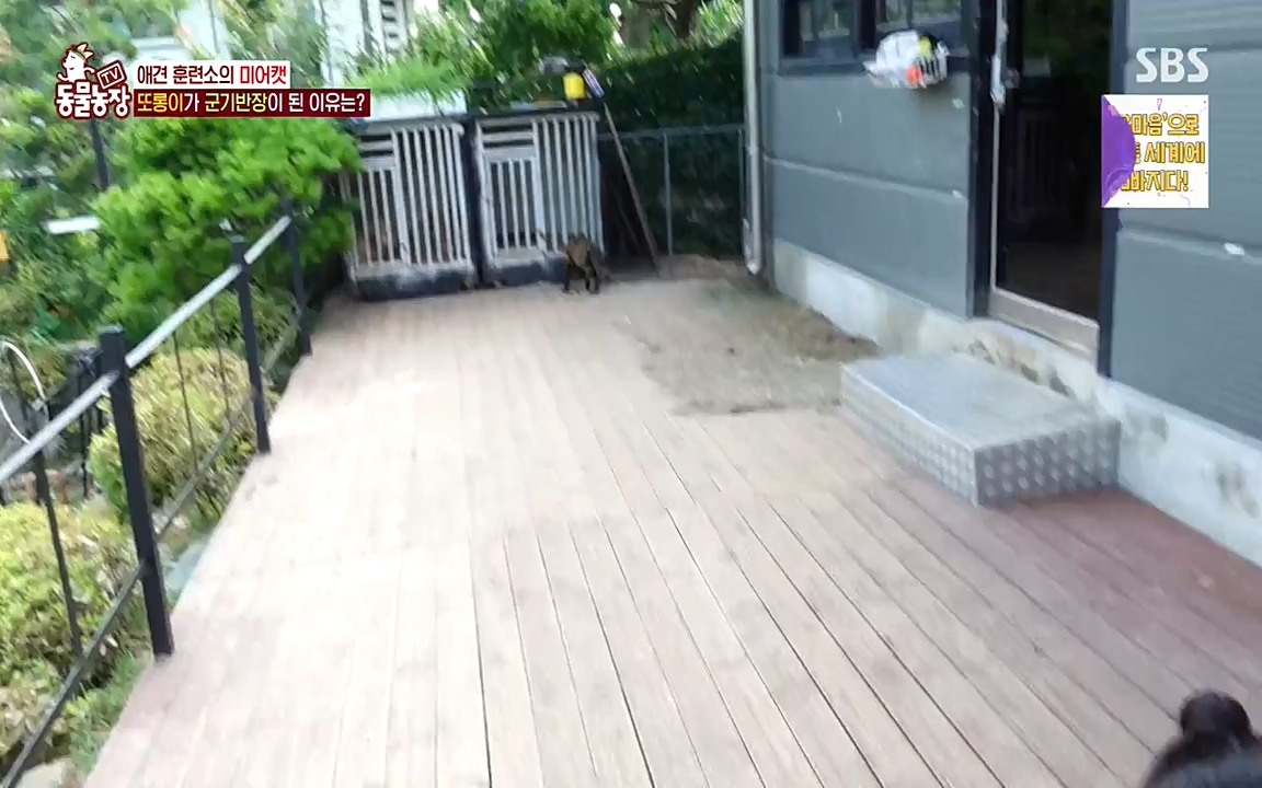 TV 동물농장.E1079.220725p-NEXT.mp4_20220724_151945.119.jpg