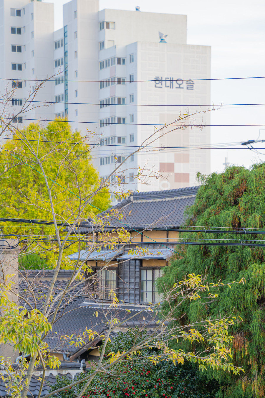 일본식 가옥과 현대 건물