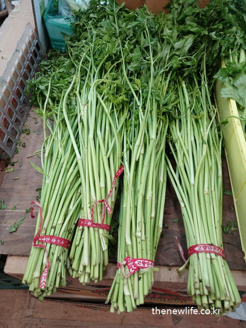 “Fresh bundles of Korean minari displayed in a traditional market, tied with red labels for sale.”-“전통 시장에서 판매 중인 미나리 묶음 — 붉은 띠로 묶여 있는 생생한 유통 현장 모습”
