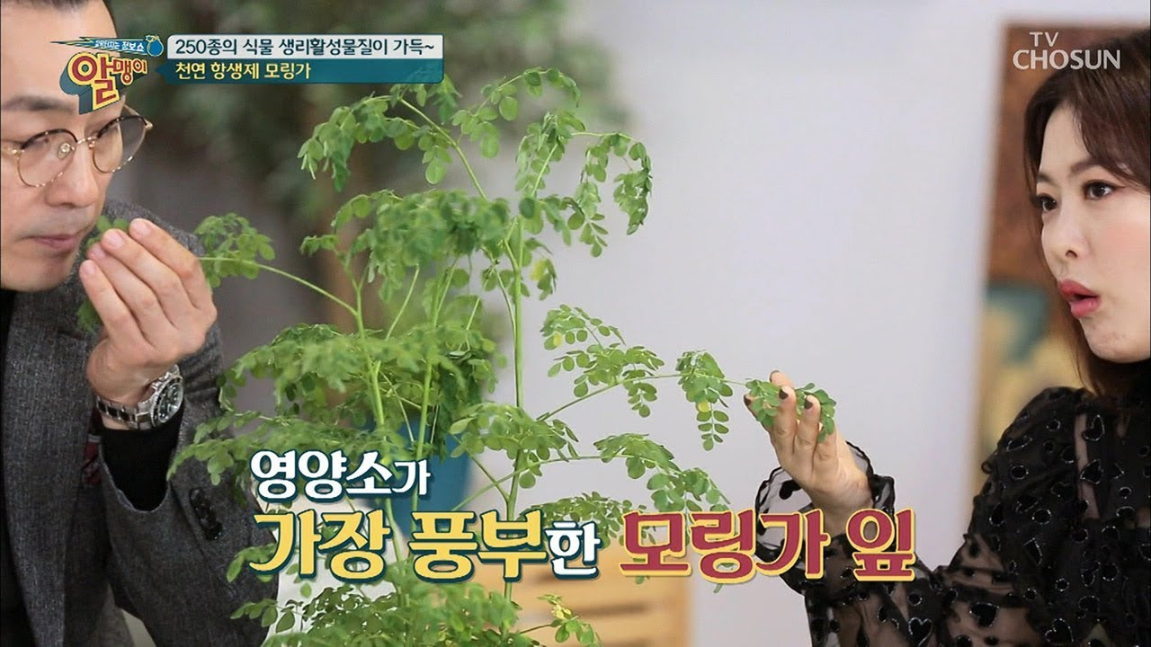 모링가 이미지