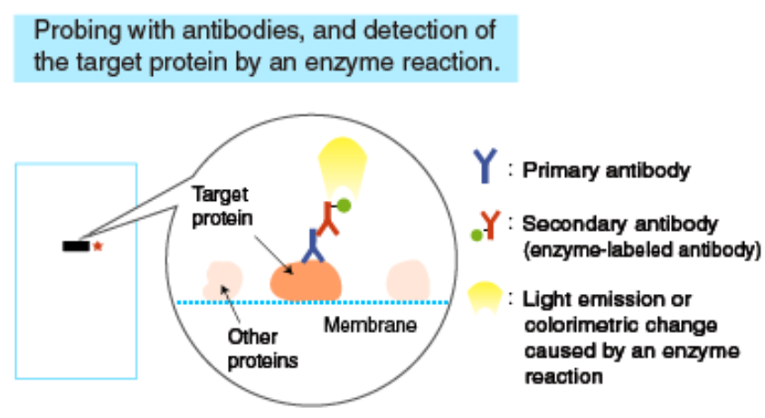 primary antibody