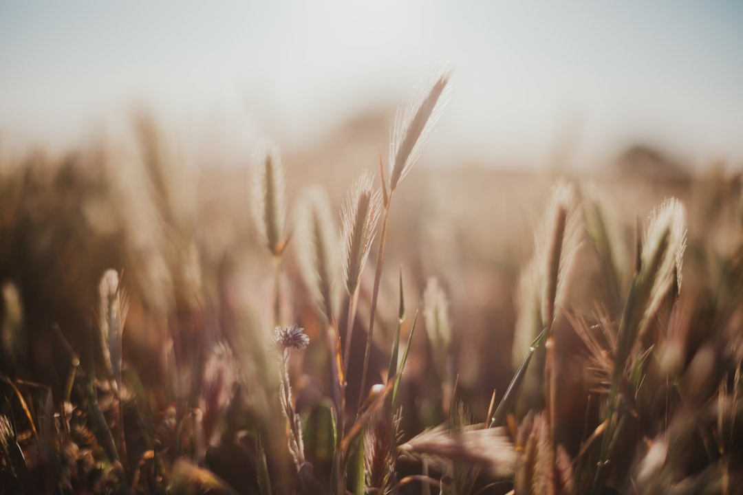 Barley