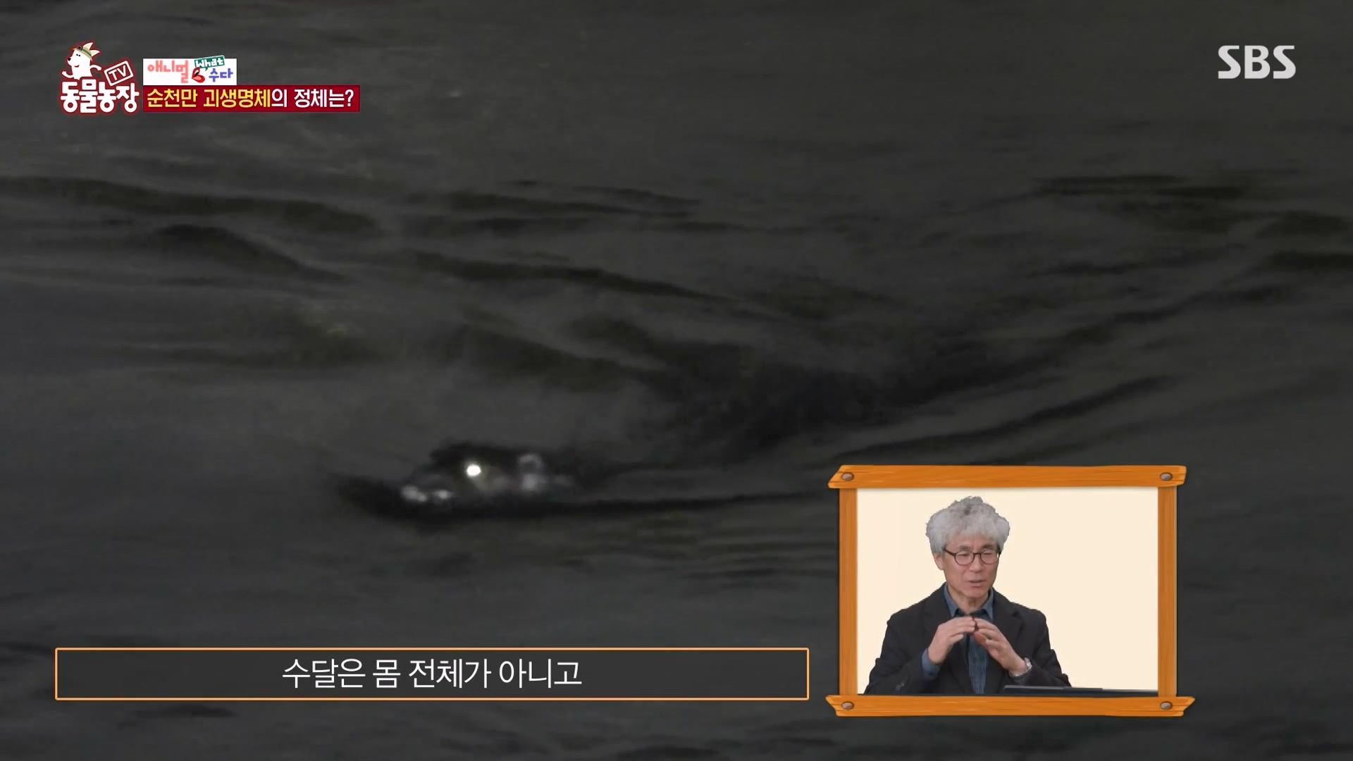 TV 동물농장.E1164.240324p-NEXT.mp4_20240324_170400.033.jpg