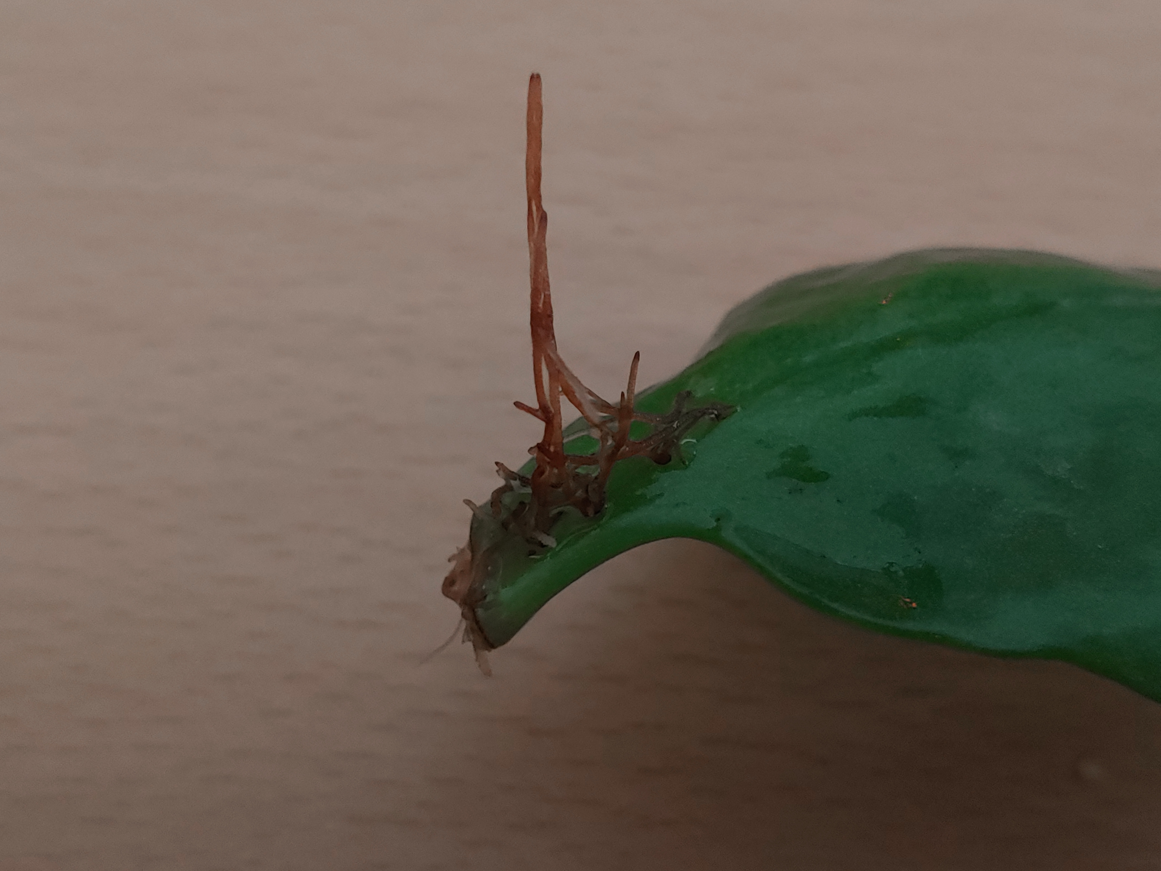  칼란디바 잎꽂이(엽삽) 2주 성공담