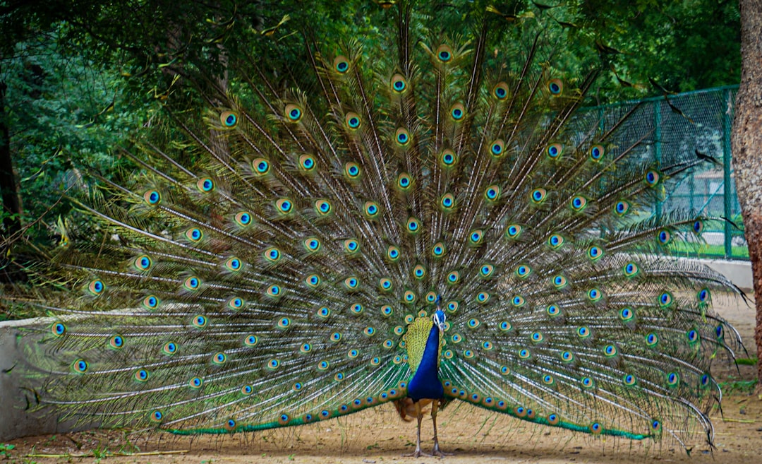 Peacock